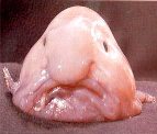 blobfish