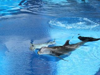 delfini