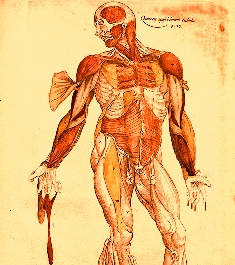 anatomie-umana