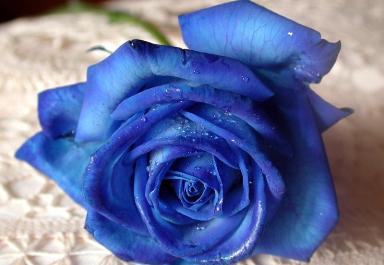 Trandafirul Albastru Există Cu Adevărat Secretele Universului