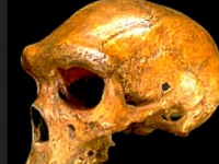 Craniul de la Broken Hill, craniul cu o vechime de 1 milion de ani, străpuns de un glonte