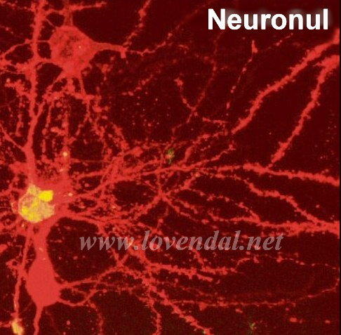 Neuronul7