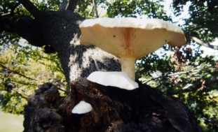 Misterul ciupercii gigant dintr-un copac din SUA. Ştie cineva ce e această ciupercă?