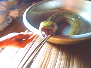 Un fermier vietnamez a prins un peşte bizar, ce avea cap de şarpe şi limbă de porc