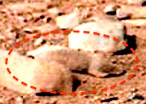 O veveriţă apare într-o poză NASA de pe Marte. Există viaţă pe planeta roşie sau NASA face experimente secrete?