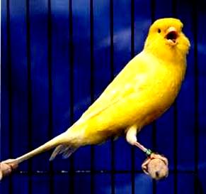 Cum au încercat spaniolii să se îmbogăţească din canari... Această pasăre minunată e mai bună ca detectorul de gaze toxice!