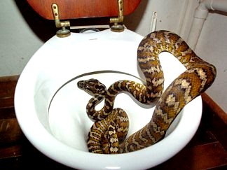 Legenda urbană privind şarpele uriaş care pătrunde prin sistemul de canalizare şi iese prin WC... Aveţi grijă!