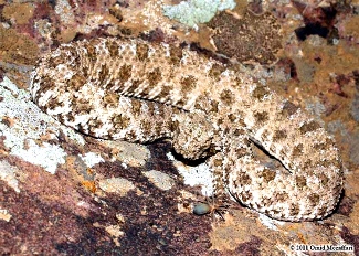 Deşertul Iranului ascunde o specie incredibilă de şarpe: vipera cu coadă de păianjen! Arată uluitor!
