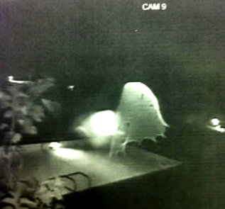 Nu-mi vine să cred! Un înger sau o creatură misterioasă cu aripi a fost surprins(ă) de o cameră video, noaptea, deasupra unei piscini!