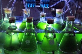 Oamenii de ştiinţă americani pot obţine petrol din alge în mai puţin de o oră! Jocurile la nivel mondial s-ar putea schimba în mod radical!