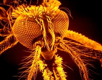 Faceţi cunoştinţă cu "ţânţarii nazişti"! Un cercetător german crede că oamenii de ştiinţă nazişti ar fi urmărit declanşarea unui "război biologic" prin folosirea ţânţarilor purtători de malarie!