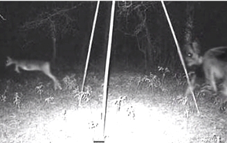 Terifiant! O creatură demonică înaripată a fost surprinsă de camera foto în timp ce urmărea o căprioară în pădure! Ce naiba o fi!?