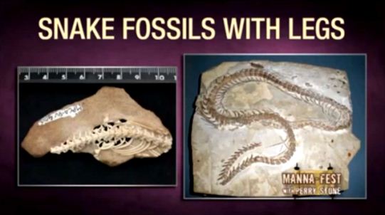 fosile de serpi cu picioare