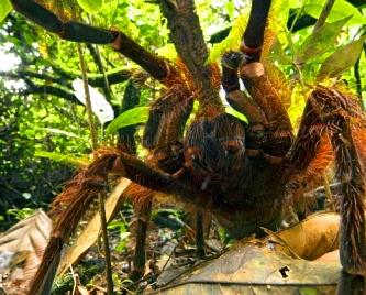 Un păianjen cu adevărat gigantic trăieşte prin jungla din Congo! J’ba Fofi este un păianjen cu abdomen violet şi picioare de 1,5 metri înălţime! 