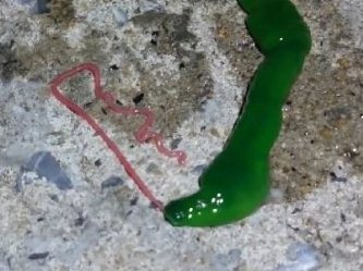 Cea mai ciudată creatură din lume a fost filmată de un chinez! Un vierme verde cu o "limbă" roz... Să nu spuneţi că e extraterestru!