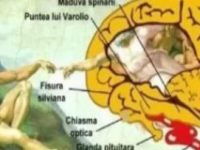 În celebra frescă "Creaţia lui Adam" din Capela Sixtină, Michelangelo ascunde în Dumnezeu forma creierului uman! Foarte interesant...