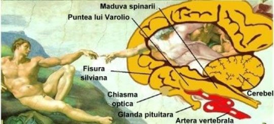 creier Michelangelo 1