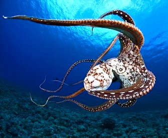 Nu vă speriaţi, dar oamenii de ştiinţă cred că au descoperit extratereştrii, sub forma caracatiţelor! Şi asta pentru că această specie are un ADN unic în lume...