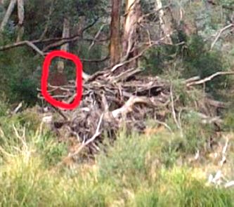 Un australian a trăit spaima vieţii sale după ce a fotografiat o creatură roşie cu barbă în pădure! Înfricoşător!