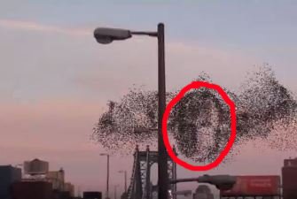 Un stol bizar de păsări din New York formează imaginea preşedintelui Putin! Avertisment asupra Americii sau doar o simplă pareidolie?