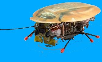 Ruşii au inventat un "gândac-robot", capabil să spioneze activităţile inamice! Asta după ce americanii ne-au invadat cu ţânţarii-dronă... 