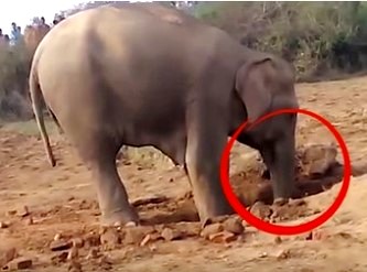 Un elefant şi-a petrecut 11 ore săpând în pământ cu trompa! Veţi rămâne impresionaţi când veţi afla de ce...