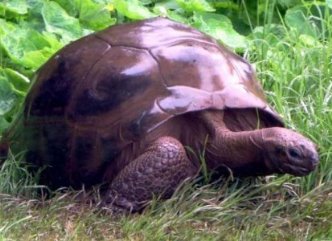 Iată fiinţa cea mai bătrână din lume! El este Jonathan, o broască-ţestoasă gigant, ce are aproape 200 de ani! Şi va mai trăi mult timp de acum înainte!