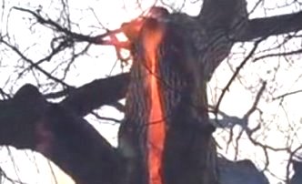 Un videoclip straniu provoară rumoare pe Internet! Un "copac-diavol" arde din interior, fără fum şi fără a afecta trunchiul şi ramurile!
