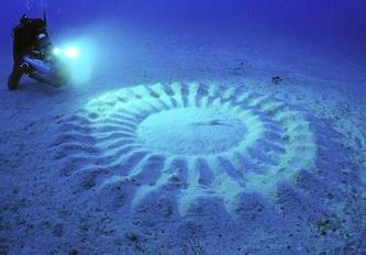 Cine a făcut aceste misterioase cercuri de nisip pe fundul mării? Secretul s-a aflat, iar răspunsul e incredibil!