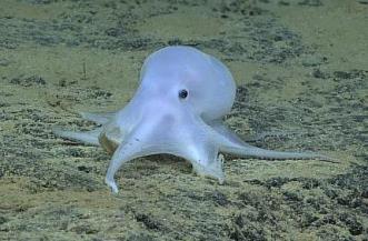 Nici nu vă închipuiţi ce-au descoperit specialiştii în mijlocul Oceanului Pacific, la peste 4 km adâncime! O "caracatiţă-fantomă" necunoscută biologilor!