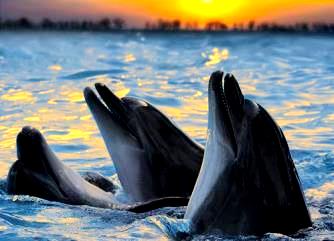 Cercetătorii sunt pe punctul de a crea primul translator dintre oameni şi delfini! Vom putea astfel comunica cu delfinii?