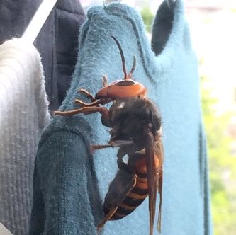 Oh, my God! O femeie din Japonia a dat peste o viespe gigantică în dulapul ei! Cât de mare poate fi...