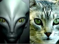 Doar o teorie nebunească? Pisicile ar putea fi animale create de extratereştri prin inginerie genetică, pentru a ne monitoriza!