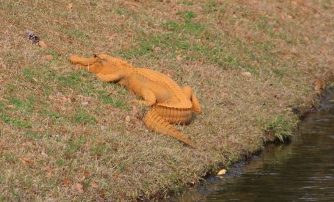 Vă vine să credeţi? În America au început să apară aligatorii portocalii, o culoare total neobişnuită pentru această specie