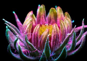 Iată ce a surprins un fotograf: incredibila lumină invizibilă pe care plantele o emit!
