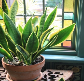 Plante uimitoare de apartament care vă purifică aerul de toxine