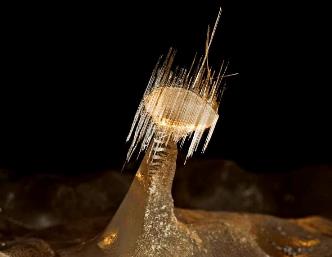 Forme de viaţă ciudate au fost găsite în interiorul unor cristale gigantice subterane din Mexic
