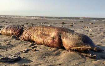 Ce creatură misterioasă mai e şi asta, care a apărut pe o plajă, după devastatorul uragan Harvey din Texas?