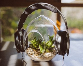 Lucruri incredibile se întâmplă cu plantele atunci când li se oferă muzică