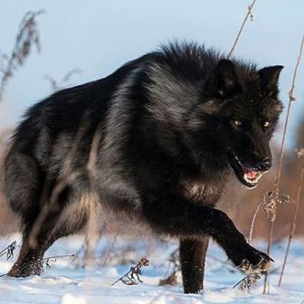 Un gigantic lup negru a fost filmat în pădure urmărind un câine. E vorba de o specie dispărută acum 16.000 de ani?