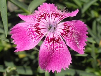 Enigma "garofiţei Pietrei Craiului" - o floare unică în lume