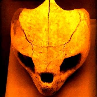 În Rusia, craniul unui "extraterestru" a fost cărat de un câine ciobănesc în coliba stăpânului său! Medicii care l-au analizat ulterior au rămas şocaţi...