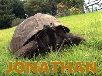 Iată-l pe Jonathan, cea mai bătrână creatură de pe Terra... Nu peste mult timp, va atinge vârsta de 200 de ani!