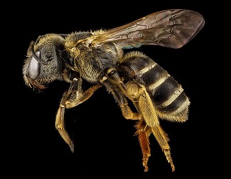 Albinele pot face operaţii matematice de bază, ca adunarea sau scăderea! Să nu credeţi că doar oamenii sunt inteligenţi...