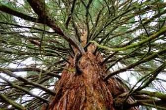 Giganţii şi bătrânii copaci Sequoia, care trăiesc în America, se găsesc şi în România! Un exemplar rar trăieşte în Parcul Naţional Semenic