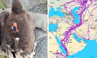 După ce au analizat rutele de zbor a 20 de vulturi, cu ajutorul GPS-ului, cercetătorii au rămas uimiţi ce-au putut descoperi! De ce vulturii evită mările?