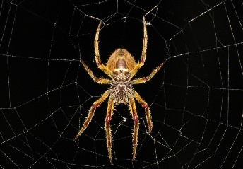 Nu omorâţi primul păianjen pe care îl vedeţi în locuinţa voastră! Care e motivul...?