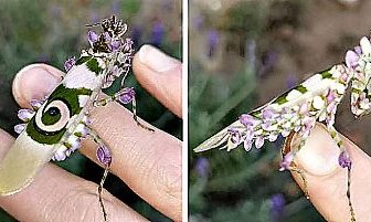 O femeie din Africa de Sud a găsit în grădina ei o insectă uimitoare şi suprarealistă!