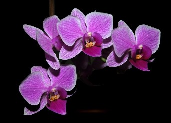 Blestemul florii de orhidee – e posibil ca unele flori să emane energii negative?