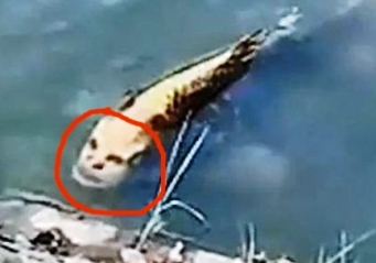 Acest peşte fotografiat în China are o faţă umană! Ce fel de creatură este?